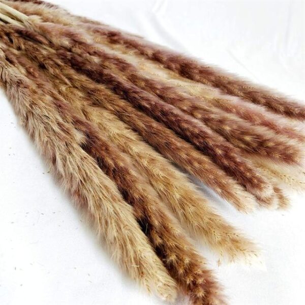 Reedo Dried Pampas - Image 10